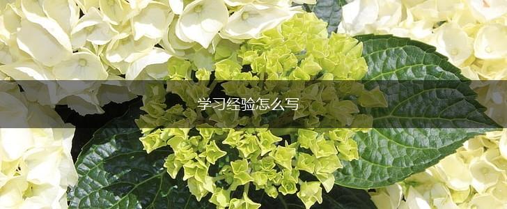 学习经验怎么写,第1张