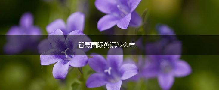 智赢国际英语怎么样,第1张