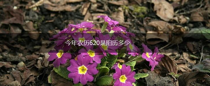 今年农历620是阳历多少,第1张