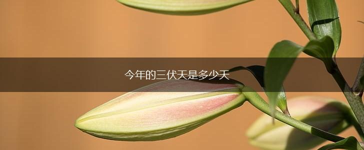 今年的三伏天是多少天,第1张
