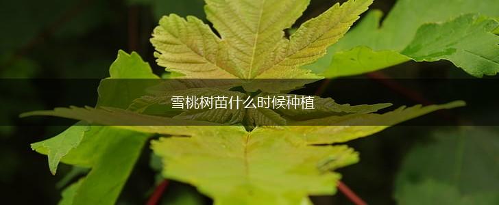 雪桃树苗什么时候种植,第1张