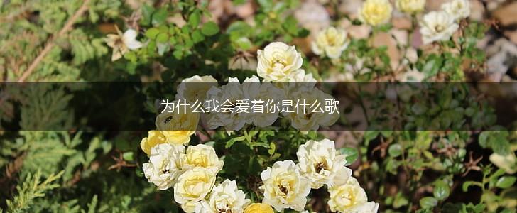 为什么我会爱着你是什么歌,第1张