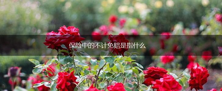 保险中的不计免赔是指什么,第1张