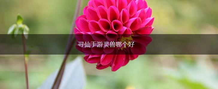 寻仙手游灵兽哪个好,第1张