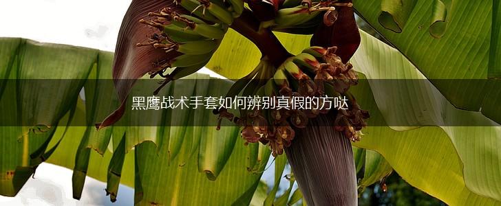 黑鹰战术手套如何辨别真假的方哒,第1张