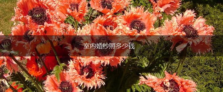 室内婚纱照多少钱,第1张