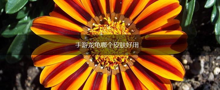 手游龙龟哪个皮肤好用,第1张