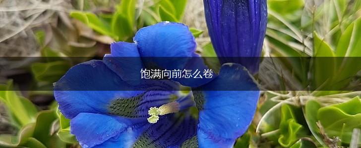 饱满向前怎么卷,第1张