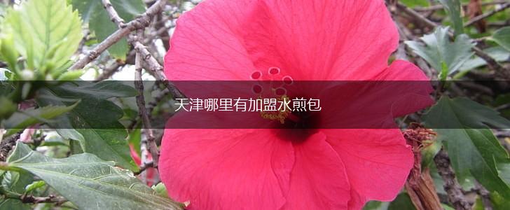 天津哪里有加盟水煎包,第1张