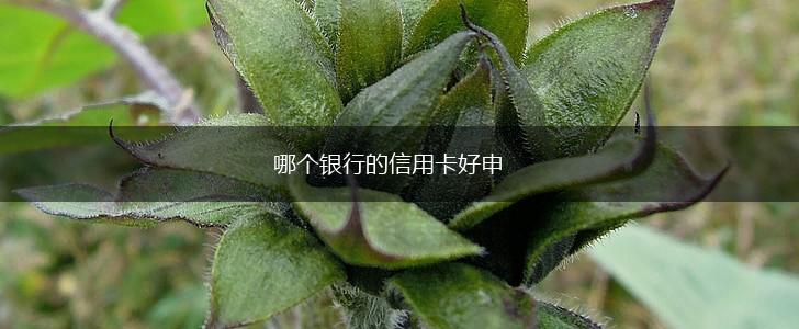 哪个银行的信用卡好申,第1张
