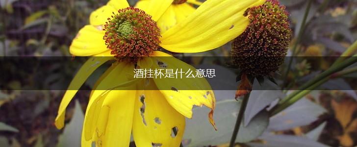 酒挂杯是什么意思,第1张