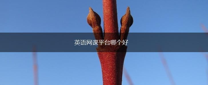 英语网课平台哪个好,第1张