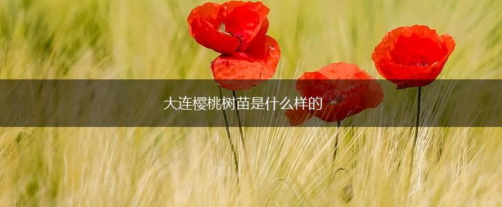 大连樱桃树苗是什么样的,第1张