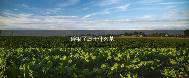 碎银子属于什么茶,第1张