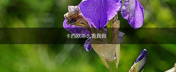 卡西欧怎么看真假,第1张