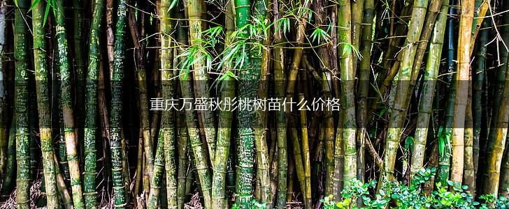 重庆万盛秋彤桃树苗什么价格,第1张