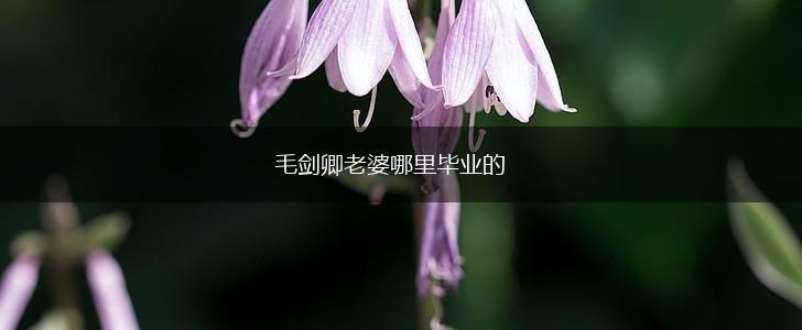 毛剑卿老婆哪里毕业的,第1张