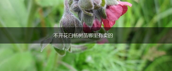 不开花白杨树苗哪里有卖的,第1张