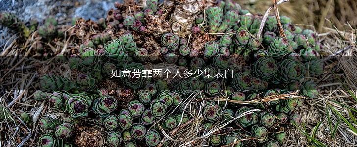 如意芳霏两个人多少集表白,第1张