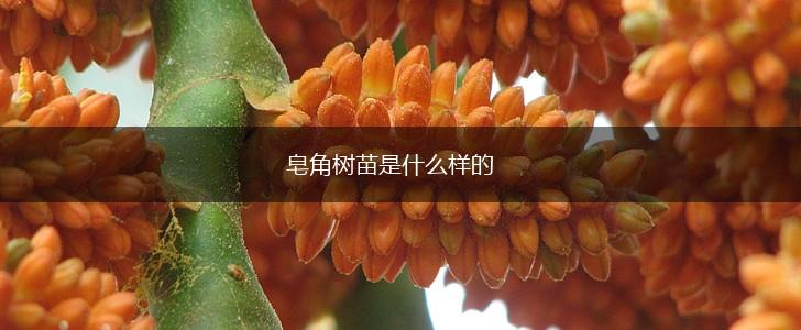 皂角树苗是什么样的,第1张