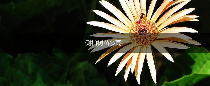 侧柏树苗多高,第1张