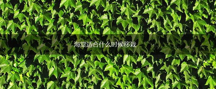 海棠适合什么时候移栽,第1张