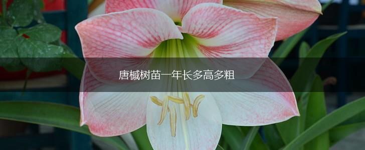 唐槭树苗一年长多高多粗,第1张
