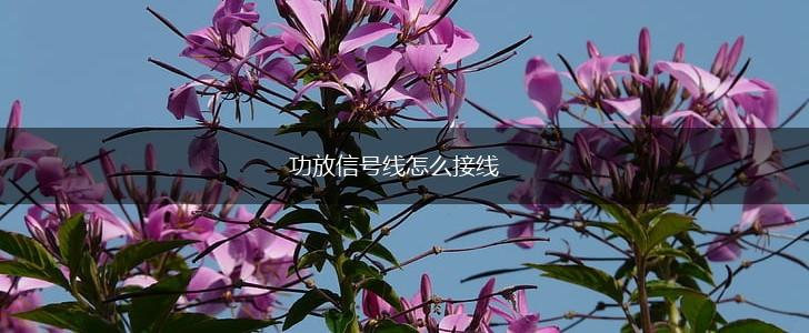 功放信号线怎么接线,第1张