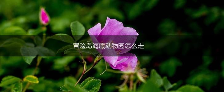 冒险岛海底动物园怎么走,第1张