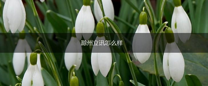 滁州立讯怎么样,第1张