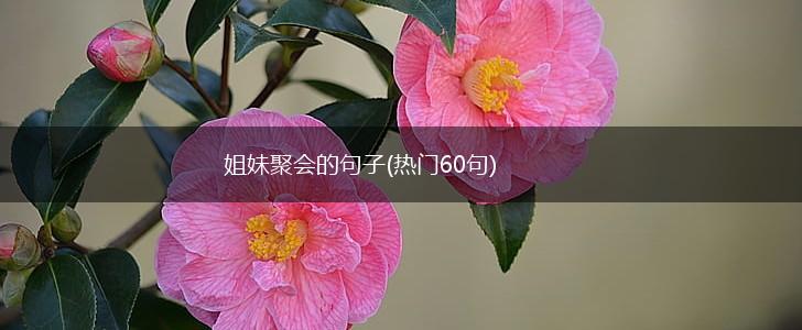 姐妹聚会的句子(热门60句),第1张