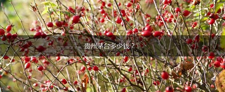 贵州茅台多少钱？,第1张