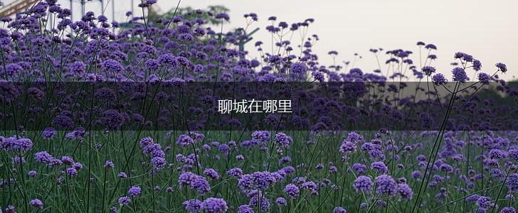 聊城在哪里,第1张