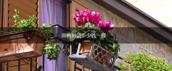 南梅树苗多少钱一棵,第1张