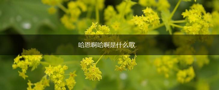 哈恩啊哈啊是什么歌,第1张