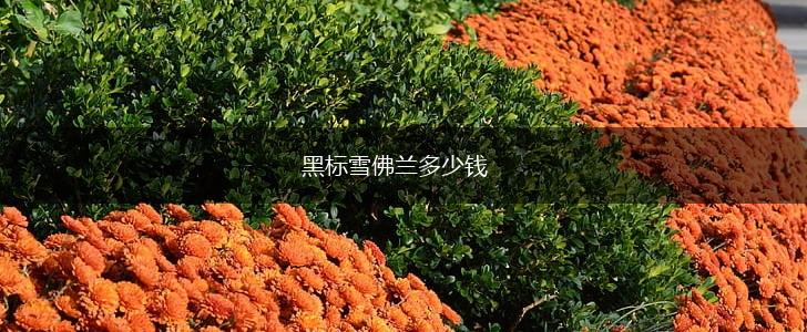 黑标雪佛兰多少钱,第1张