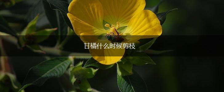 甘橘什么时候剪枝,第1张