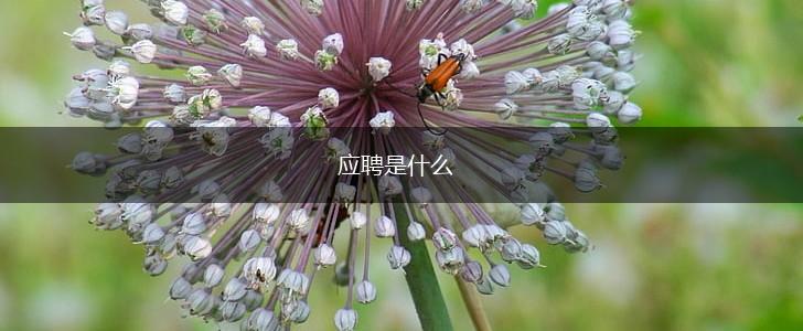 应聘是什么,第1张