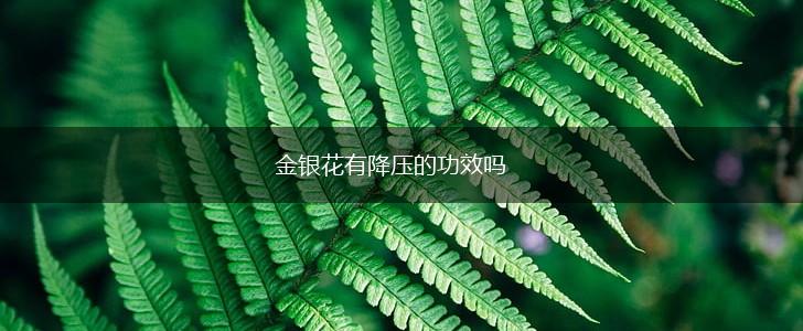 金银花有降压的功效吗,第1张