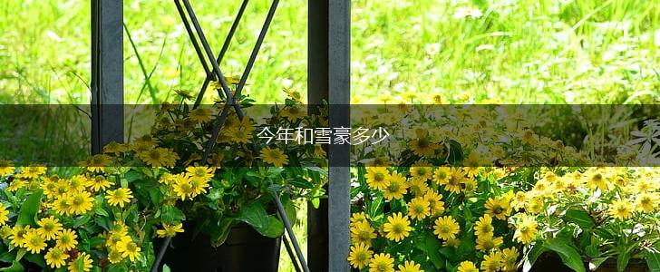 今年和雪豪多少,第1张