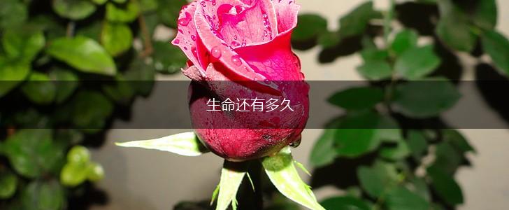 生命还有多久,第1张