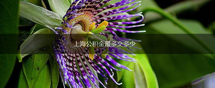 上海公积金最多交多少,第1张