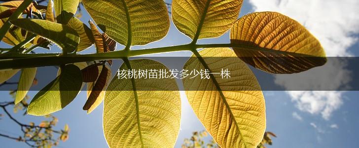核桃树苗批发多少钱一株,第1张