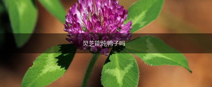 灵芝能炖鸭子吗,第1张
