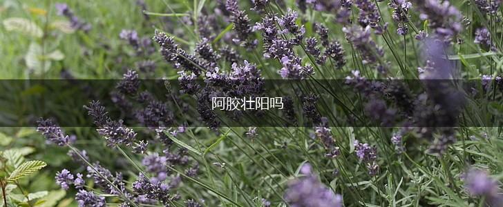 阿胶壮阳吗,第1张