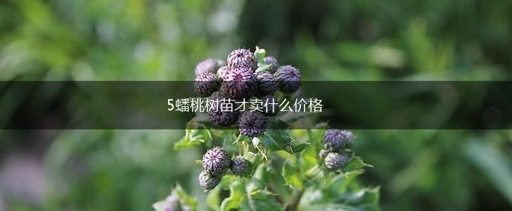 5蟠桃树苗才卖什么价格,第1张