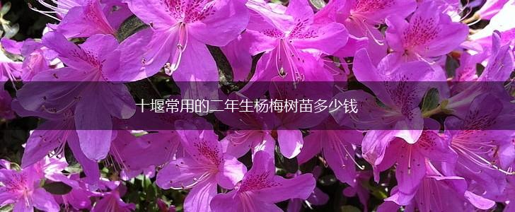 十堰常用的二年生杨梅树苗多少钱,第1张
