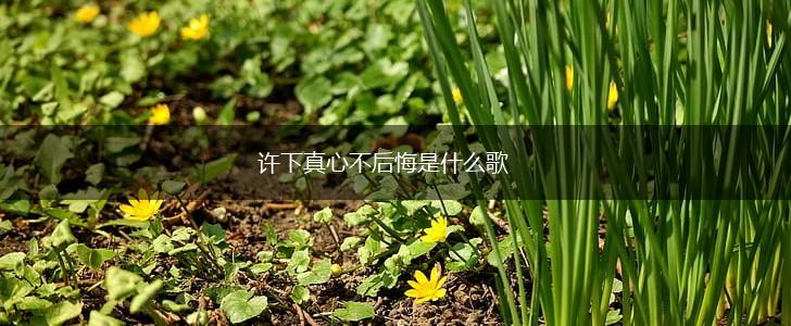 许下真心不后悔是什么歌,第1张
