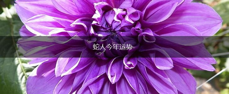 蛇人今年运势,第1张