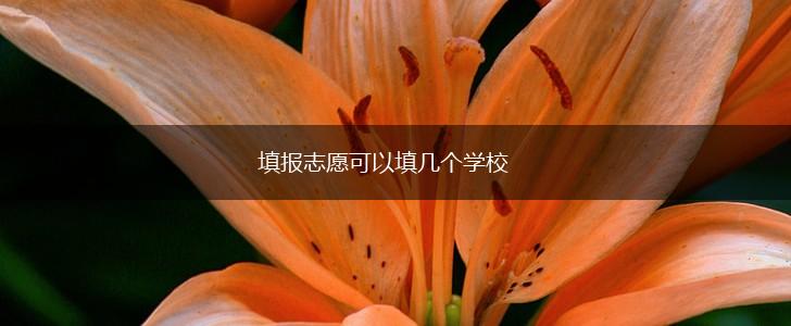 填报志愿可以填几个学校,第1张